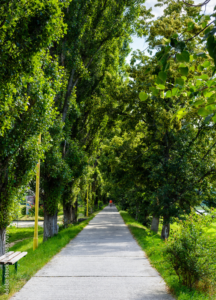 walking path under the Linden tree crowns. lovely nature background