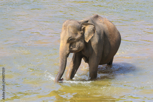 Asian elephant Elephans maximus is bathing