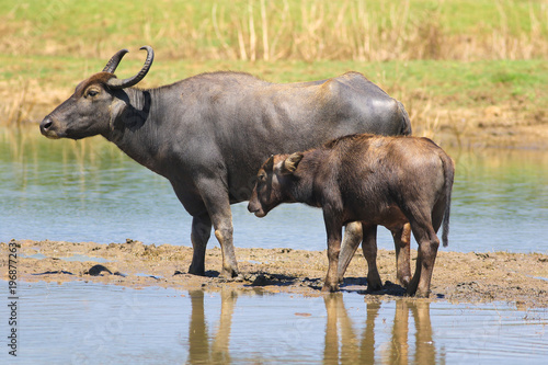 Two wild water buffalos Bubalus bubalis in Yala national park