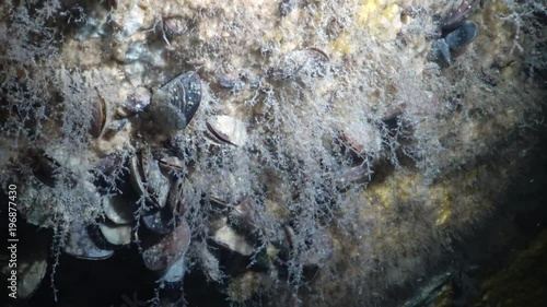 Colonies of Hydroid photo