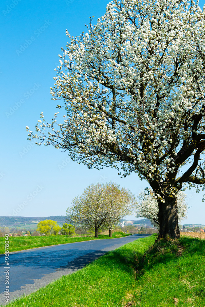 Fototapeta premium blossoming roadside cherry tree