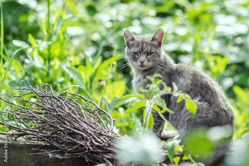 Old Shabby Gray Cat On A Green Background Among Foliage. photo