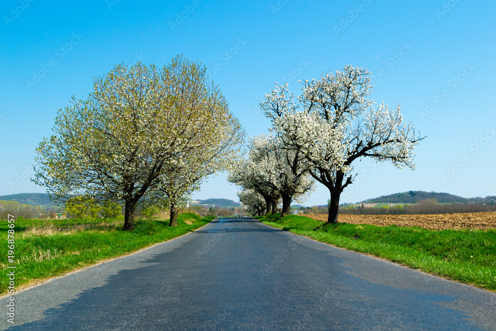 blossoming roadside cherry tree blossoming roadside cherry tree