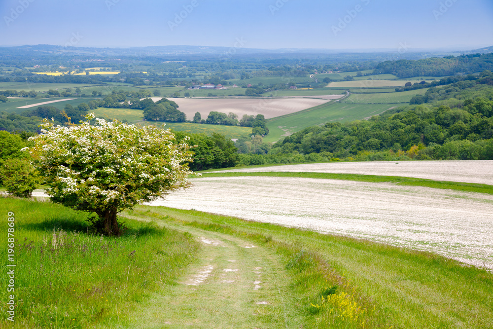 South Downs Way National Trail in Sussex Southern England UK