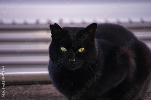 黒猫の眼差し