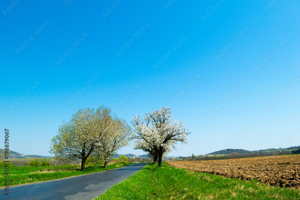 Obraz premium blossoming roadside cherry tree