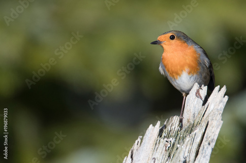 Robin (Erithacus rubecula) perched on tree stump