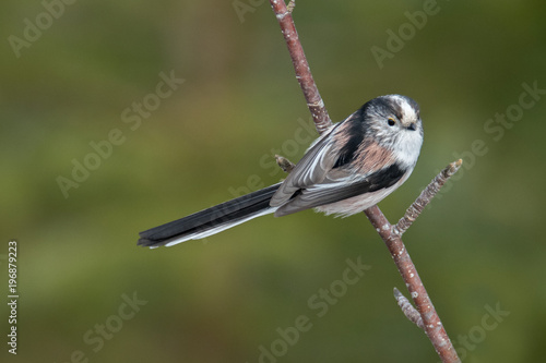 Long-tailed Tit (Aegithalos caudatus) perched on pine tree branch