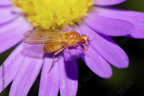 Close-up side view of Caucasian orange flower petal, flies on alpine aster photo