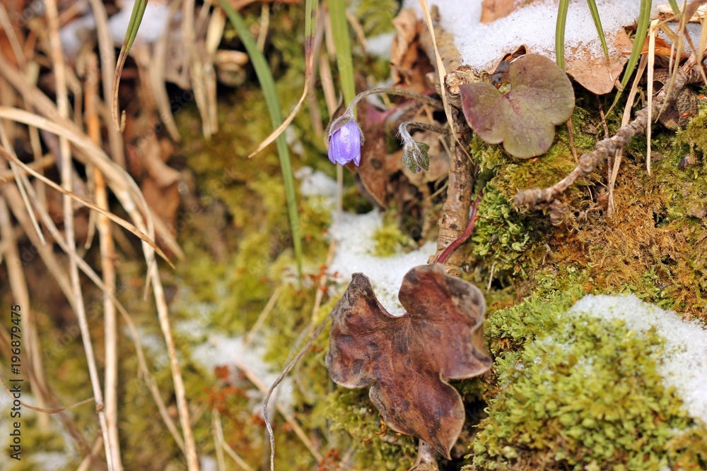 Fototapeta premium Leberblümchen (Hepatica nobilis) im Schnee
