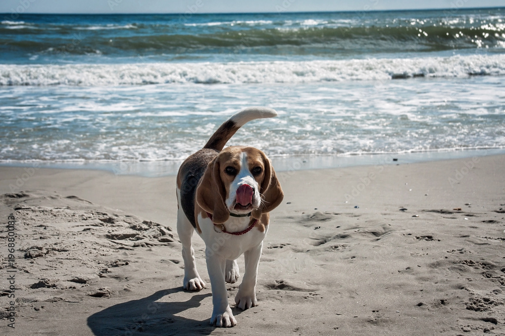 Dog beagle breeds have fun on the beach with their tongue out of their mouths.