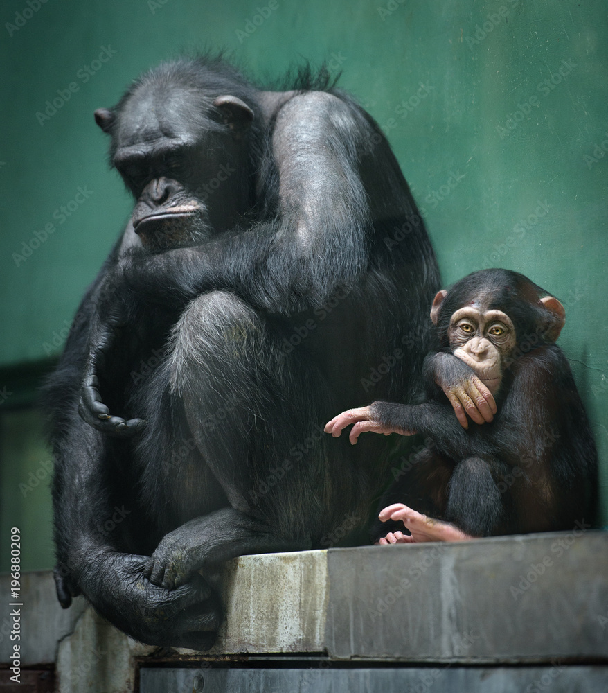 Two chimpanzee apes, adult and young, sit in a cage with unhappy expression on their faces Two chimpanzee apes, adult and young, sit in a cage with unhappy expression on their faces