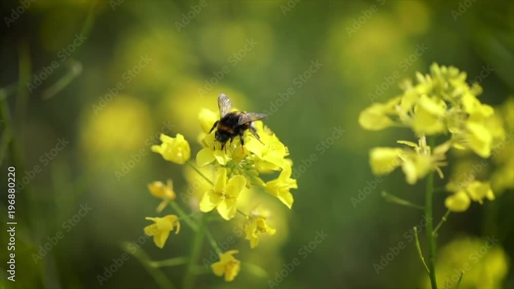 Bee collects nectar from mustard rapeseed flower slow motion. Bee collects nectar from mustard rapeseed flower slow motion.