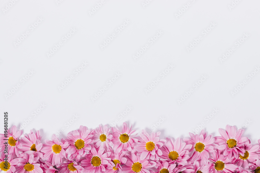 Pink flowers on a white table in a row