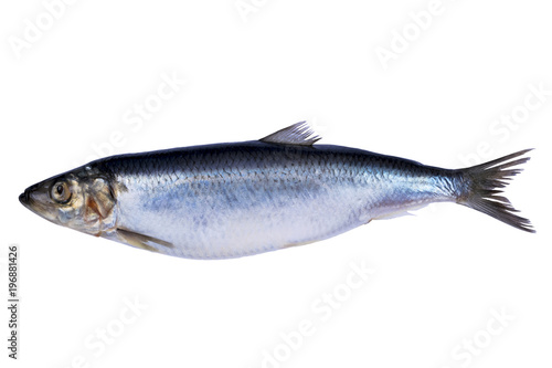 Herring fish isolated on white background. Frozen fish. iced atlantic fish. Herrings. Herring pattern. Herring texture. Empty space. Copy space.