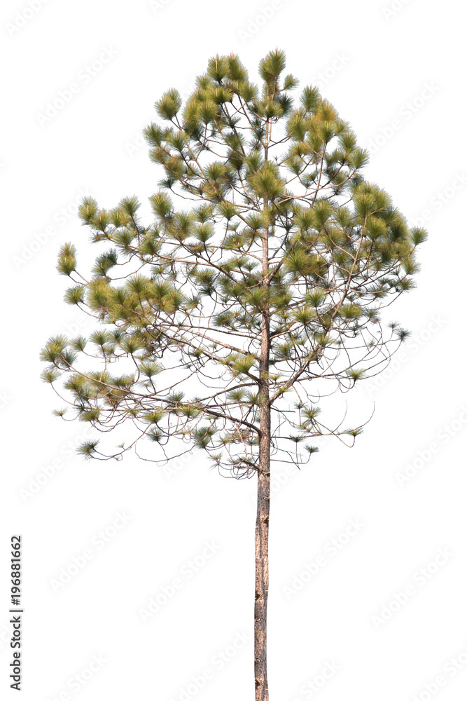 pine tree isolated on white background