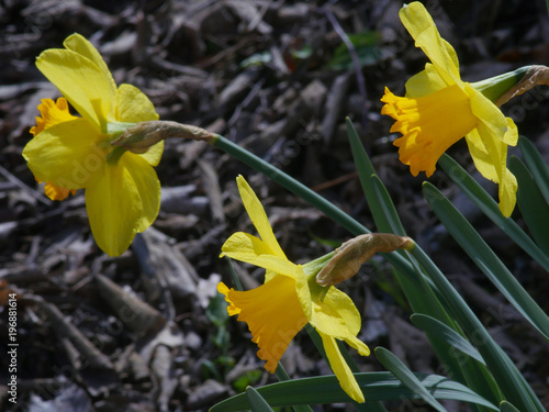 Fototapeta Naklejka Na Ścianę i Meble -  Close up of daffodils in bloom