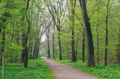 A walking path in a lush green forest in summer