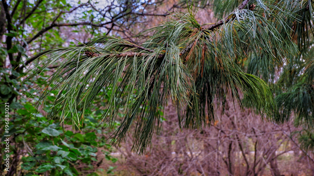 Obraz premium Ветка сосны