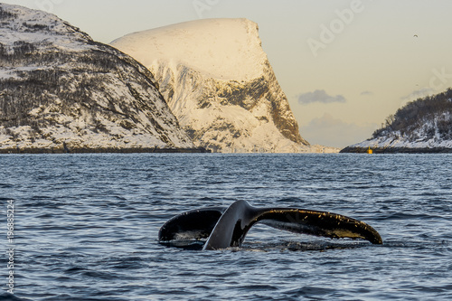 humpback whale near tromso