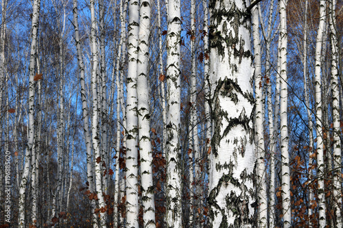 Trunks of birch trees in forest / birches in sunlight in spring / birch trees in bright sunshine / birch trees with white bark / beautiful landscape with white birches