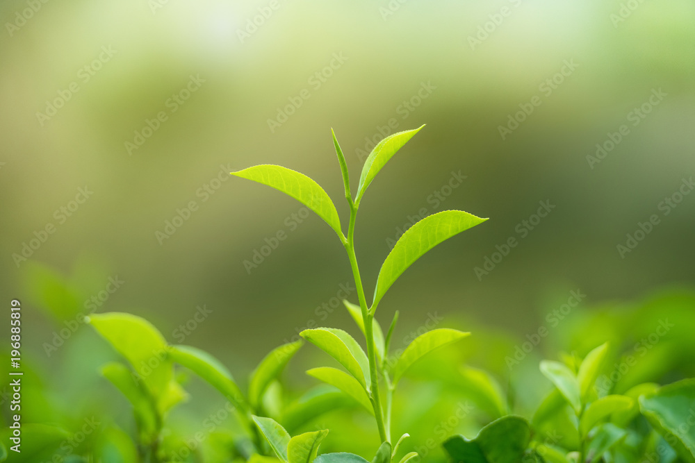 Young tea leaves at Sri-lanka hightland tea plantation Young tea leaves at Sri-lanka hightland tea plantation