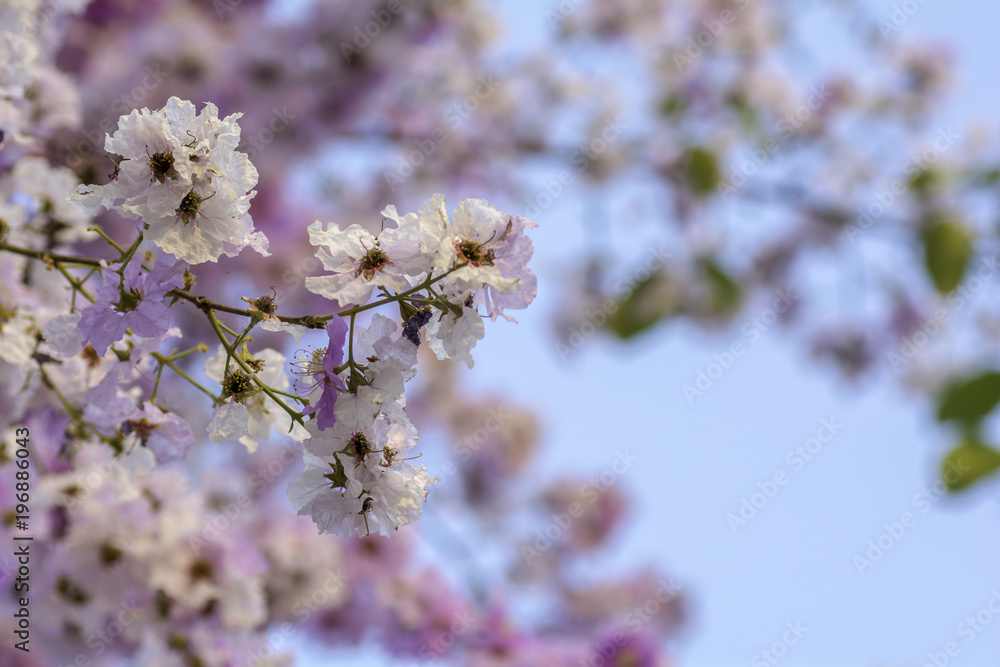 flower of Lagerstroemia on a background sky flower of Lagerstroemia on a background sky