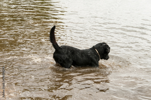 Cão brincando à beira de água