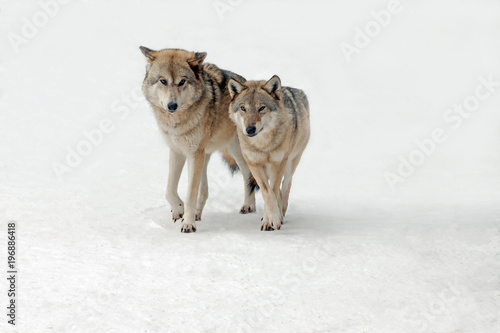 wolves male and female walking together, isolated background