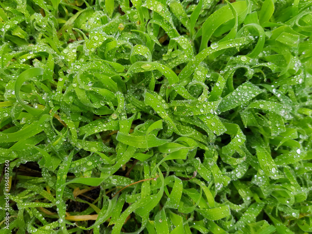 Foglie d'erba e rugiada