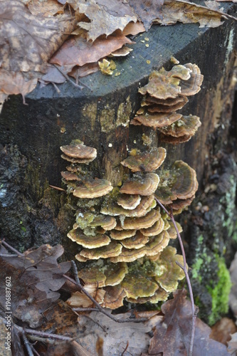 Bark Mushrooms