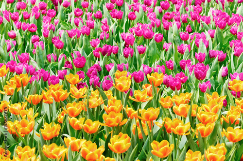 Colorful flowers tulips in the garden © estherpoon
