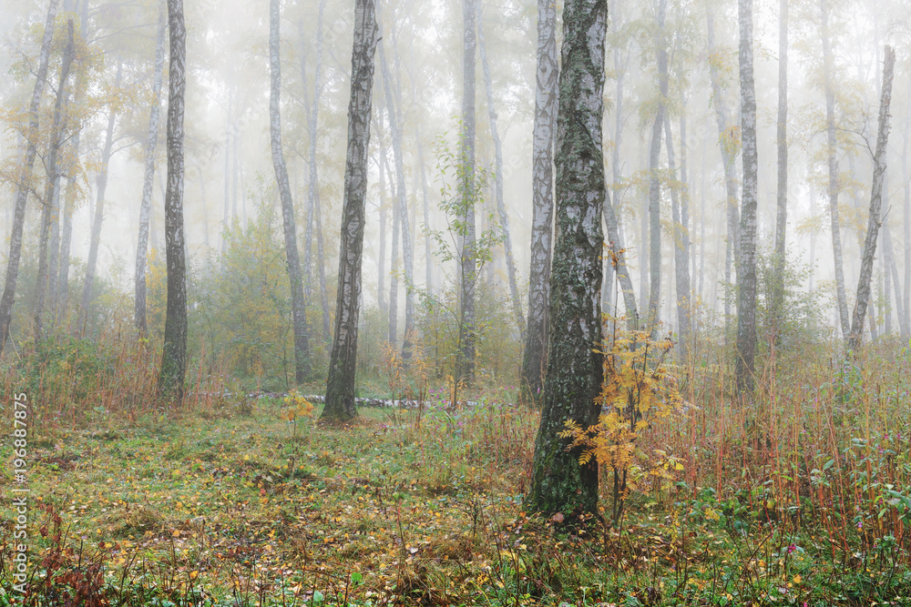 Obraz premium Misty morning in the woods in the fall. Morning, autumn. Birch grove near the city. 