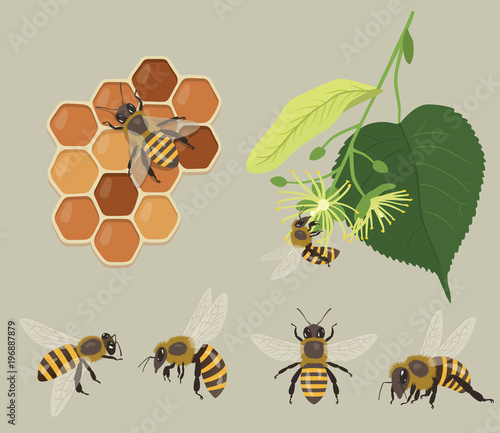Different viewes of Bees with honeycombs and flowers of Linden tree