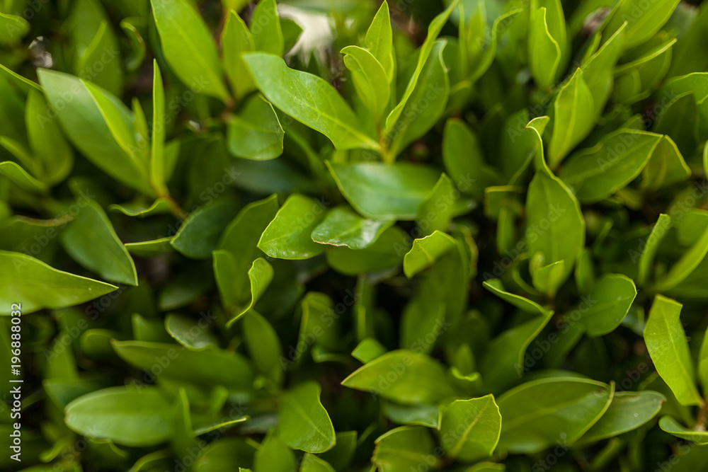 Green leaf wall background horizontal image