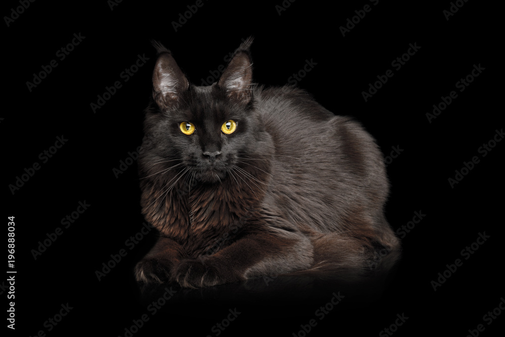 Huge Maine Coon Cat with shine fur Lying on Isolated Black Background