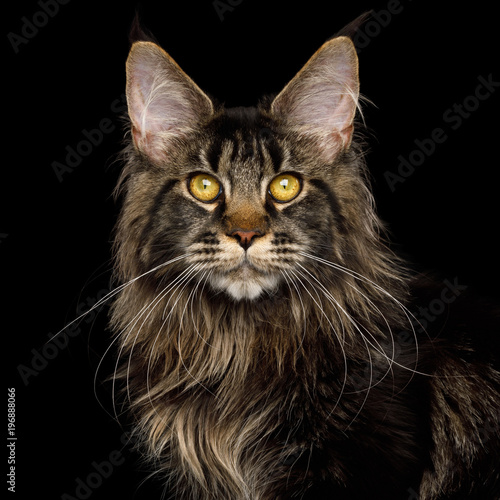 Fototapeta Naklejka Na Ścianę i Meble -  Portrait of Maine Coon Cat with brushes on ears, Isolated Black Background
