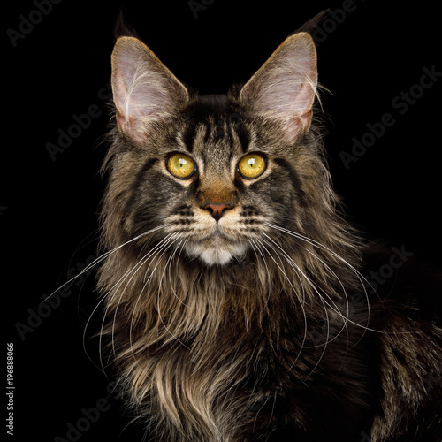 Portrait of Maine Coon Cat with brushes on ears, Isolated Black Background