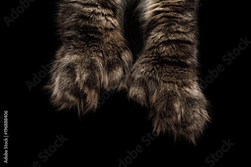 Fototapeta Naklejka Na Ścianę i Meble -  Maine Coons Huge polydactyl paws on Isolated Black Background