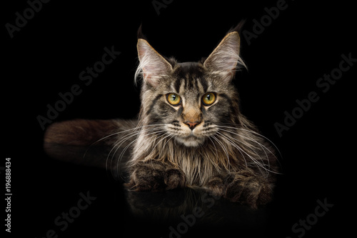 Maine Coon Cat with Huge polydactyl paws Lying on Isolated Black Background front view