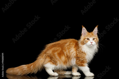 Fototapeta Naklejka Na Ścianę i Meble -  Ginger Maine Coon Cat, Standing in Pose with down tail, Isolated Black Background, side view