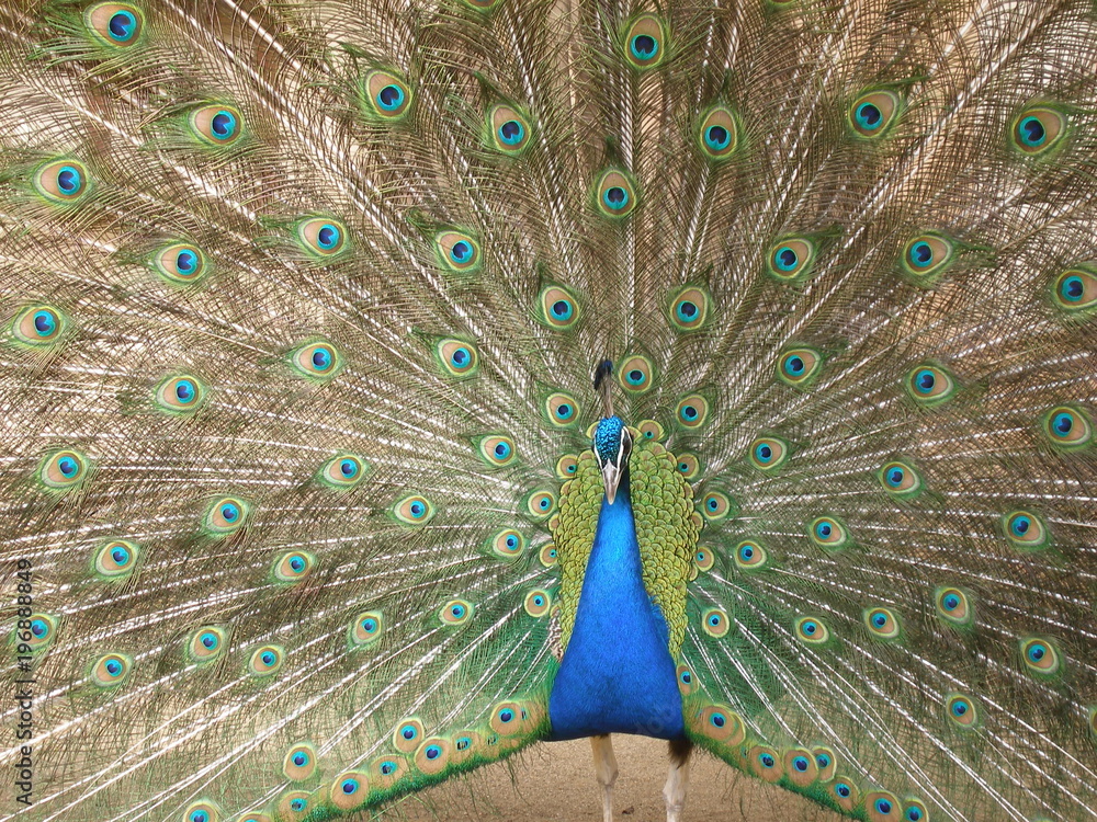 Obraz premium peacock