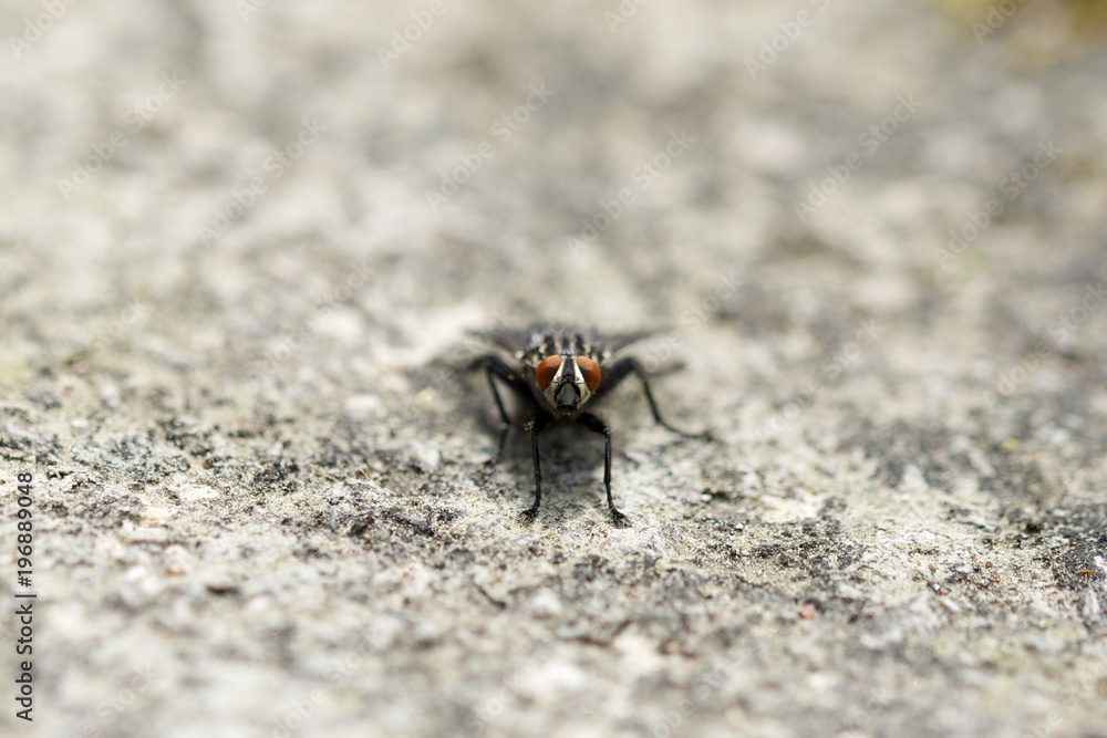 Close-up macro of insect fly outdoor Close-up macro of insect fly outdoor