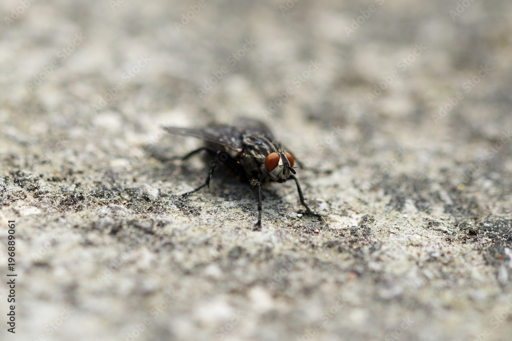 Close-up macro of insect fly outdoor Close-up macro of insect fly outdoor