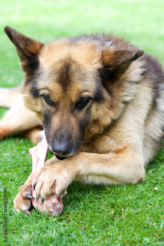 German dog eating tasteful bone in the garden