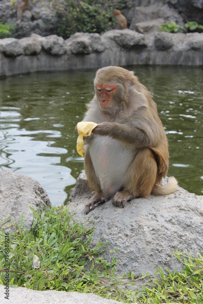 Naklejka premium monkey