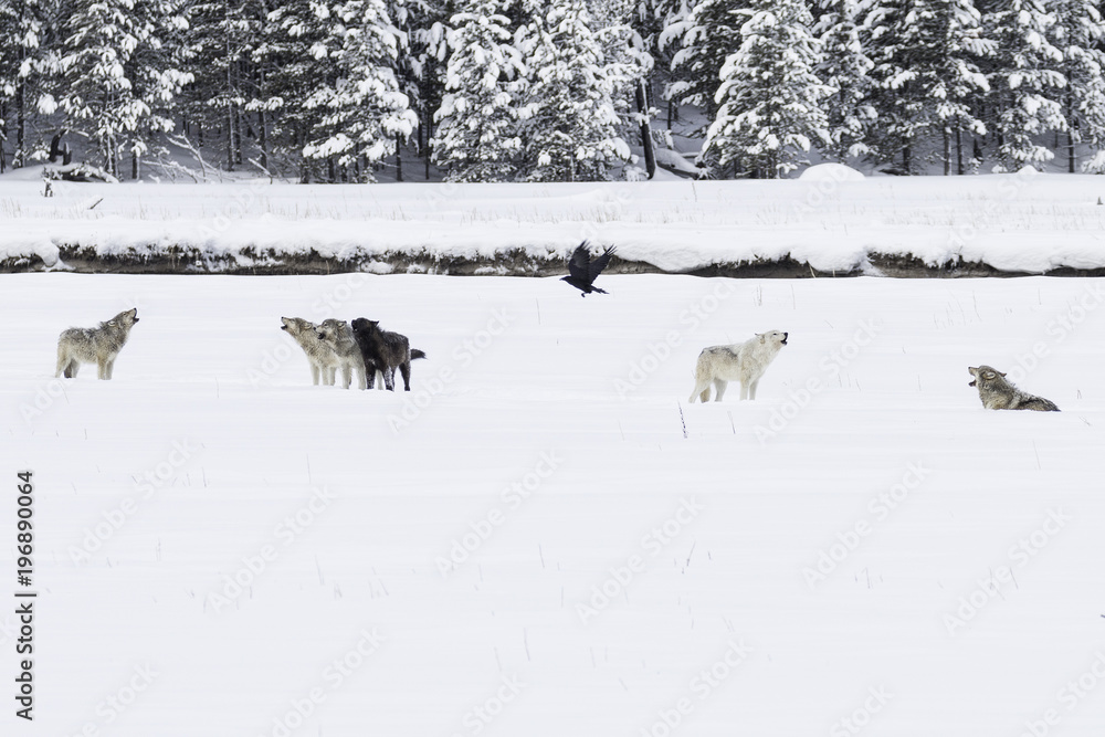 Wolves howling Wolves howling