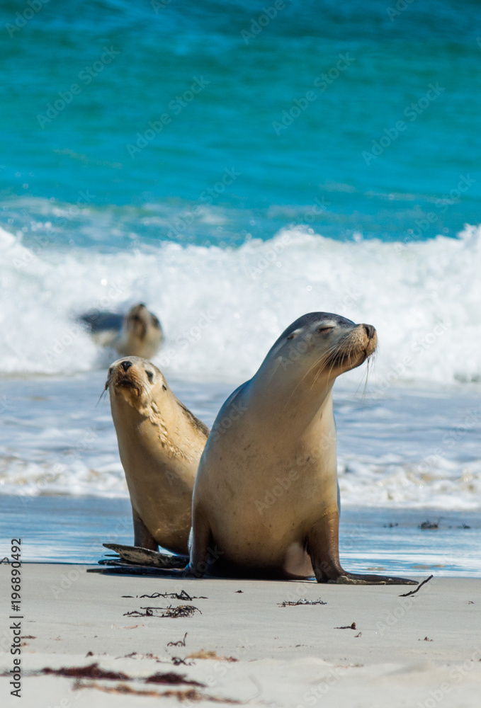 Fototapeta premium Seal Bay