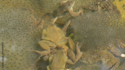 Frantic frogs spawning in garden pond.