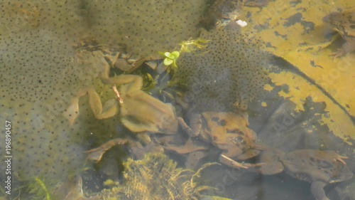 Frantic frogs spawning in garden pond.